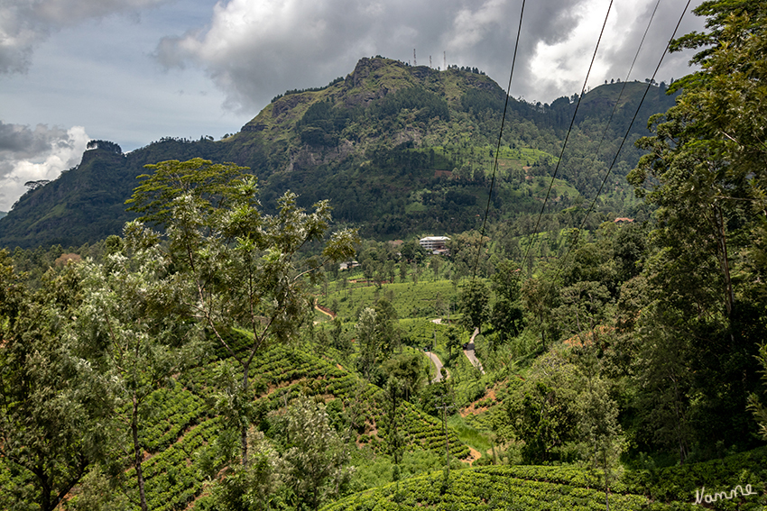 In den Bergen
Der ganze Berg voller Teepflanzen.
Schlüsselwörter: Sri Lanka, Berge, Teefabrik, Teeplantage