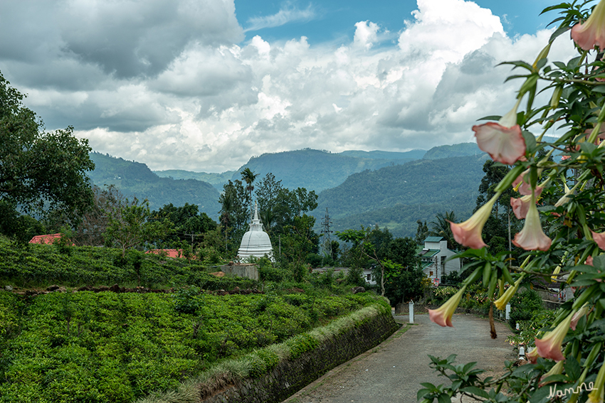 In den Bergen
Die Region des bekannten Ceylon Tees. Ein abwechslungsreiches Kontrastprogramm mit Teeplantagen, Wasserfällen, Flüssen, dichtem Dschungel, Graslandschaften und einer bunten Tierwelt. 
Schlüsselwörter: Sri Lanka, Berge,