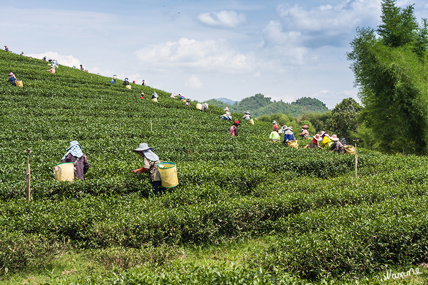 In den Bergen
Besuch einer Teeplantage
Schlüsselwörter: Thailand In den Bergen Teeplantage