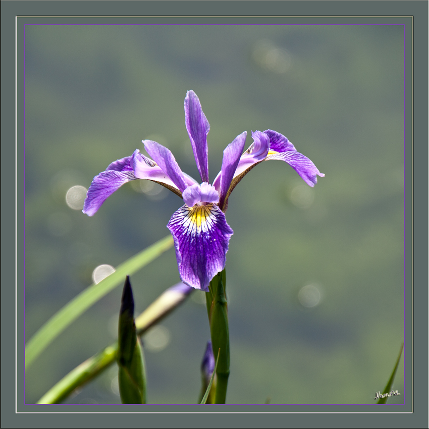 Iris
Die an Arten umfangreiche Gattung wurde nach der griechischen Göttin des Regenbogens (Iris) benannt. Der wissenschaftliche Name ist auch im deutschen Sprachgebrauch geläufig. Die Iris-Arten werden wegen ihrer schönen und auffälligen Blüten als Zierpflanzen geschätzt. Schwertlilien sind trotz ihres Namens nicht mit Lilien verwandt.
Schlüsselwörter: Iris