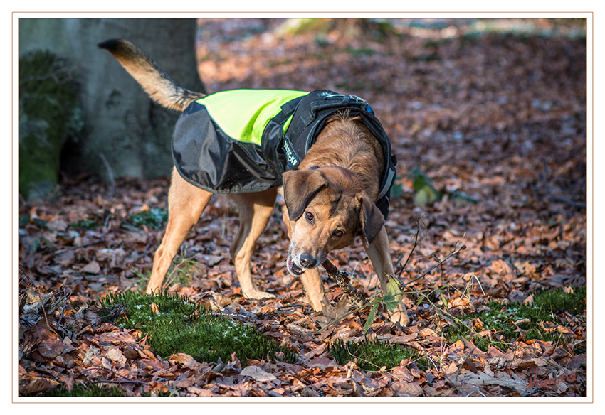 Im Wald
Stöckchen gefangen
Schlüsselwörter: Hund Joy