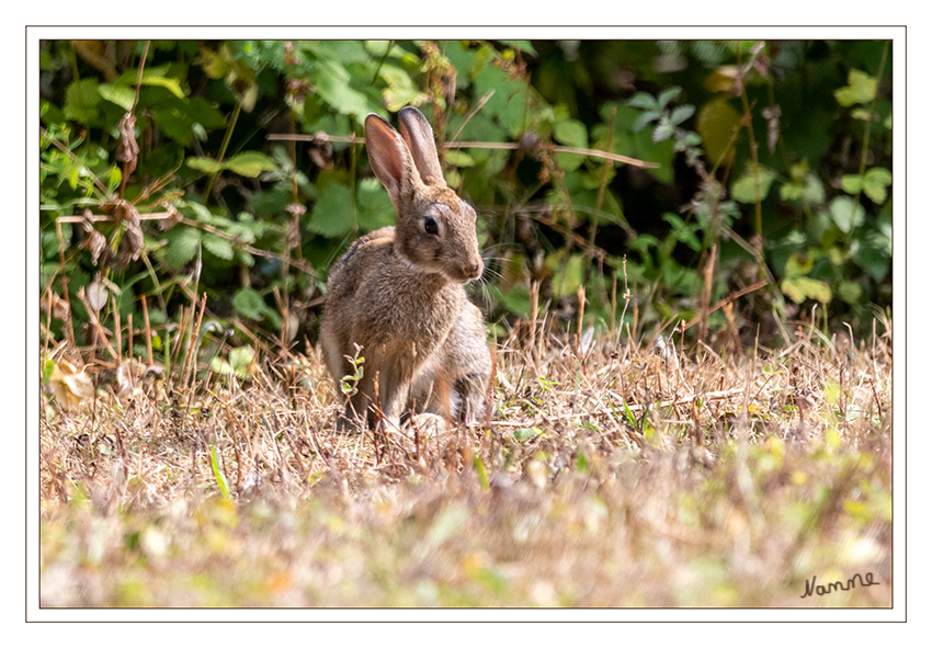 Ich sehe dich
Das Wildkaninchen ist die einzige Art in der Gattung Oryctolagus innerhalb der Familie der Hasen. Es ist die Stammform aller im deutschen Sprachraum bekannten Hauskaninchen. Kreuzungen zwischen Feldhasen und Wildkaninchen gibt es aufgrund ihrer unterschiedlichen Chromosomenzahl nicht. laut Wikipedia
Schlüsselwörter: Kaninchen