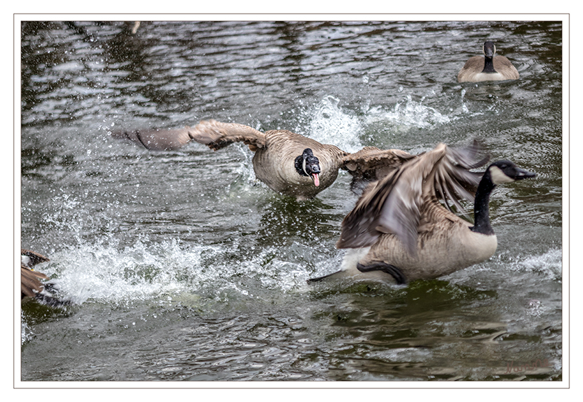 Stress bei den Kanadagänsen
Die Kanadagans (Branta canadensis) ist die größte Wildgans die man bei uns in Deutschland beobachten kann. Wie der Name schon sagt, stammt die Kanadagans ursprünglich aus Kanada. Sie gehört zu den Neozoen und hat sich über fast ganz Europa ausgebreitet. 
Schlüsselwörter: Jröne Meerke, Neuss, Kanadagans