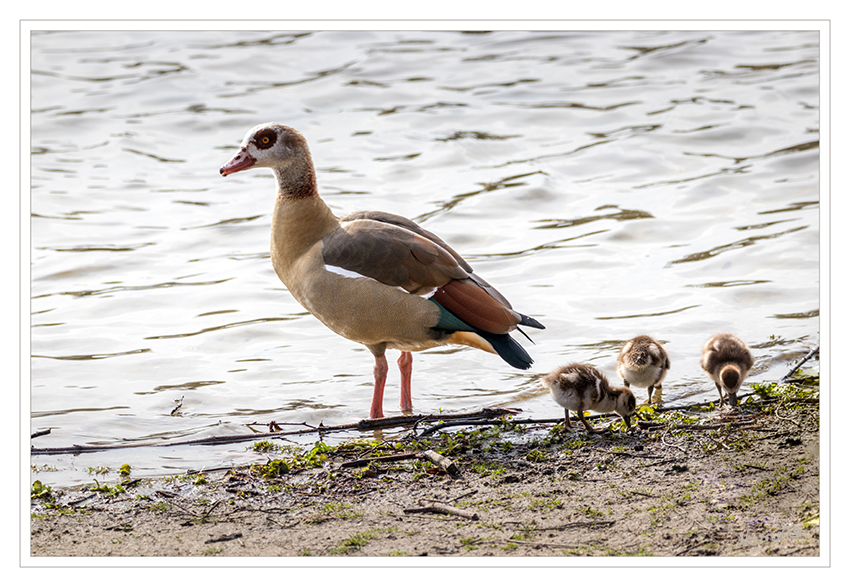 12 - Nilgansfamilie
Nilgans (Alopochen aegyptiaca) ist der einzige rezente Vertreter ihrer Gattung und wird heute meist den Halbgänsen zugerechnet. Sie ist afrikanischen Ursprungs und lebt an nahrungsreichen subtropischen Binnenseen und Flüssen. Sie gilt als der häufigste afrotropische Entenvogel. Seit einiger Zeit lebt dieses Päarchen am Jröne Meerke mitten in der Stadt und trotzt den Witterungsbedingungen.
Schlüsselwörter: Jröne Meerke, Neuss, Nilgans