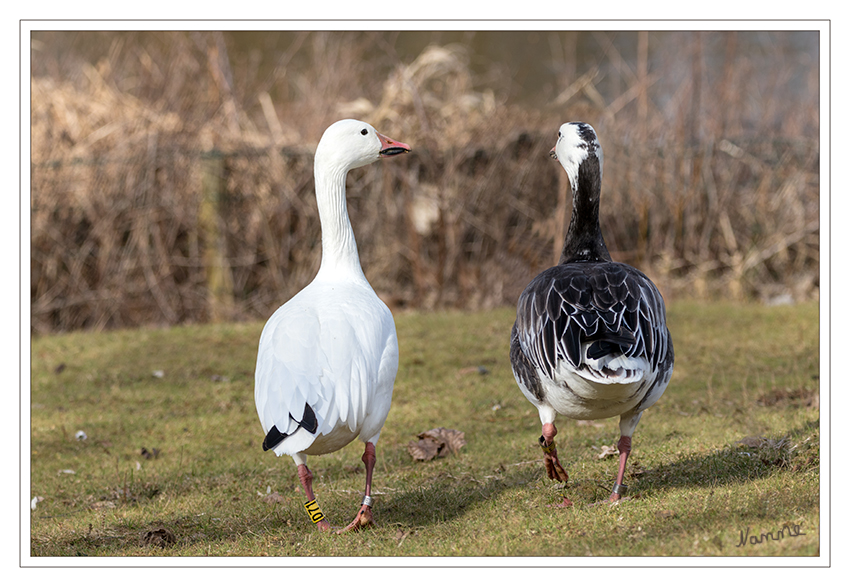 Schneegans
Seit 1983 leben am Jröne Meerke Schneegänse. Sie sind Zugvögel und ziehen ab Juli in ihre Winterquartiere.
Bei der Schneegans tritt eine natürliche Farbmutante auf, die ein blaugraues Gefieder hat. Diese wird auch als Blaue Schneegans bezeichnet. Das dunkle Gefieder vererbt sich dominant. Schneegänse zeigen jedoch eine Präferenz für die Verpaarung mit farbgleichen Partnern, so dass sich die rezessive weiße Form erhält.
Schlüsselwörter: Jröne Meerke, Neuss, Schneegans