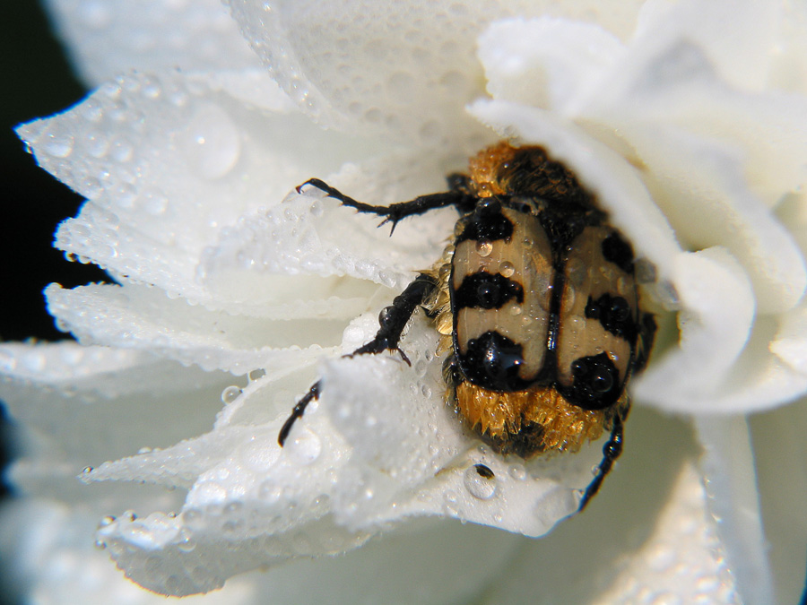 Gebänderter Pinselkäfer
Schlüsselwörter: gebänderter Pinselkäfer, Blume, nass