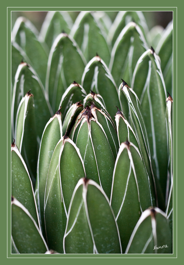 Detail einer Agave
Die Agaven (Agave) sind eine Pflanzengattung in der Unterfamilie der Agavengewächse (Agavoideae) innerhalb der Familie der Spargelgewächse (Asparagaceae). 
Schlüsselwörter: Agave