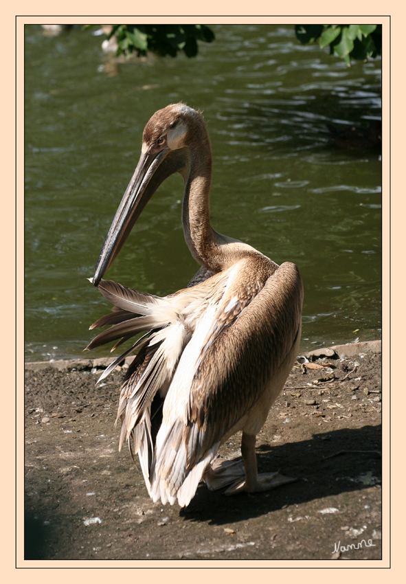 Ich hab die Federn schön......
Die Pelikane (Pelecanidae, Pelecanus) sind eine Familie und Gattung von Wasservögeln aus der Ordnung der Ruderfüßer. Sie sind bis auf Antarktika auf allen Erdteilen vertreten. Ihre Gestalt und vor allem ihr sehr dehnbarer Hautsack am Unterschnabel machen sie unverwechselbar.
laut Wikipedia
Schlüsselwörter: Pelikan