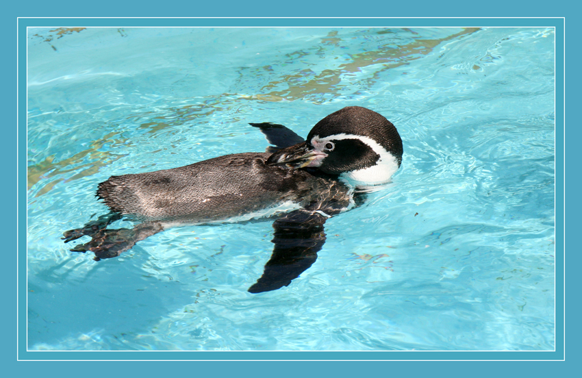 Was ist denn da hinten los?
Schlüsselwörter: Pinguin