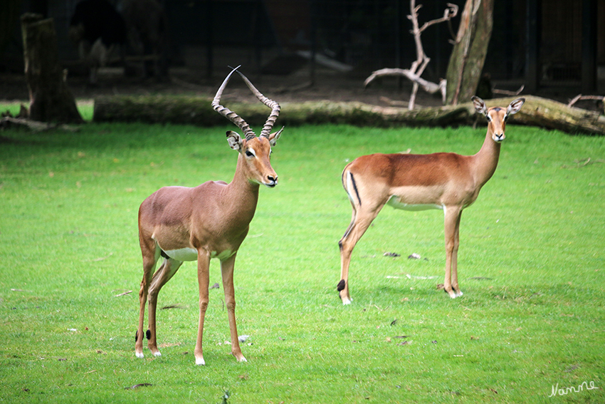 Impalas
Ohne lange Anreise auf Safari gehen: Mitten im Krefelder Zoo, gleich hinter der Nashorn- und Elefantenanlage, öffnet sich vor den Augen des Besuchers die weite AfrikaWiese. Sie stellt mit ihren 1,5 Hektar Fläche einen Ausschnitt einer Savannenlandschaft dar, wo vor allem Tiere aus dem südlichen Afrika aus nächster Nähe beobachtet werden können. laut zookrefeld
