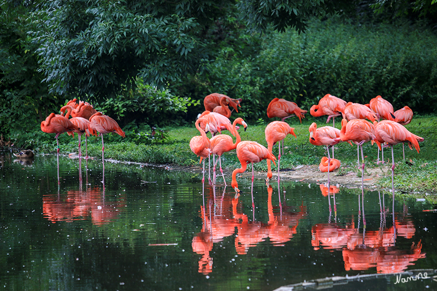 Roter-Flamingo  
Krefelder Zoo
Alle Flamingoarten sind einander sehr ähnlich. Sie haben lange, dünne Beine, einen langen Hals und ein rosa Gefieder. Aufrecht stehend sind Flamingos 90 bis 155 cm hoch. Der Geschlechtsdimorphismus ist gering, die Geschlechter sind gleich gefärbt, Männchen sind im Schnitt jedoch etwas größer als Weibchen. Im Verhältnis zur Körpergröße sind Hals und Beine bei ihnen länger als bei allen anderen Vögeln. laut Wikipedia
Schlüsselwörter: Krefelder Zoo, Roter Flamingo