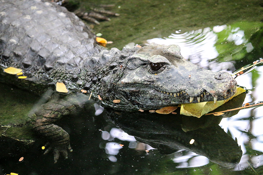 Keilkopf-Glattstirnkaiman
Krefelder Zoo
Der Keilkopf-Glattstirnkaiman lebt in den dichten Regenwäldern des Amazonas- und des Orinokobeckens. Zu finden ist er in Guayana, Suriname und Französisch-Guayana, wo er sich vor allem in den kleinen Bächen und Flüssen der Systeme aufhält. Dabei verstecken sie sich auch regelmäßig außerhalb der Gewässer im Unterholz oder in hohlen Baumstämmen. laut Wikipedia
Schlüsselwörter: Kaiman, Keilkopf-Glattstirnkaiman