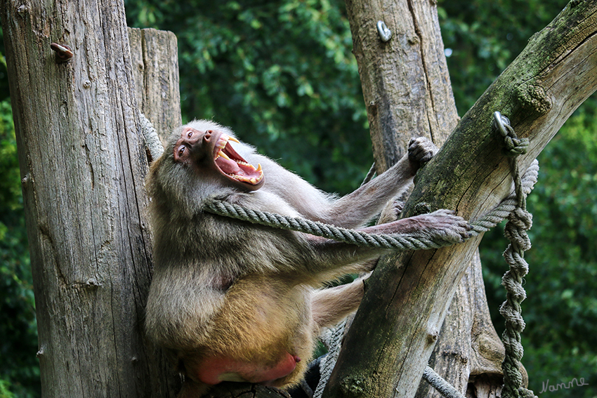 Pavian
Krefelder Zoo
Männchen und Weibchen der Paviane unterscheiden sich erheblich in ihrer Größe und oft auch in ihrer Gestalt. Männliche Tiere werden fast doppelt so schwer wie Weibchen, sie haben deutlich größere Eckzähne und bei manchen Arten eine ausgeprägte Mähne im Nacken- und Schulterbereich. laut Wikipedia
Schlüsselwörter: Krefelder Zoo, Pavian