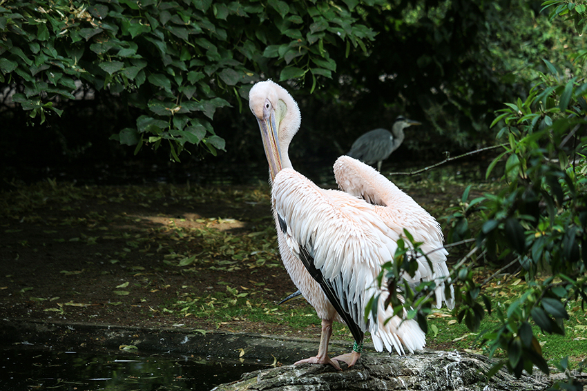 Rosapelikan
im Krefelder Zoo
(Pelecanus onocrotalus ) er gehört zu den größten Arten der Gattung und ist merklich größer als ein Höckerschwan. Die Flügelspannweite beträgt zwischen 226 und 360 cm. Männchen erreichen eine Körperlänge von 175 cm und ein Gewicht von 9 bis 15  kg. Weibchen werden durchschnittlich 148 cm lang und 5,4 bis 9 kg schwer und sind proportional kurzschnäbeliger als Männchen. laut Wikipedia
Schlüsselwörter: Pelikan, Rosapelikan, Krefelder Zoo