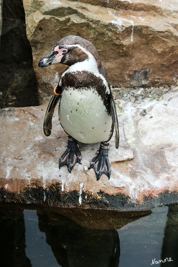 Humboldt-Pinguine
Krefelder Zoo
Das neue, 800 m2 große Gehege für Humboldt-Pinguine und Inka-Seeschwalben befindet sich in direkter Nachbarschaft zum Regenwaldhaus und beherbergt eine Pinguinkolonie von zehn Brutpaaren. laut zookrefeld
Schlüsselwörter: Pinguine, Humboldt-Pinguine