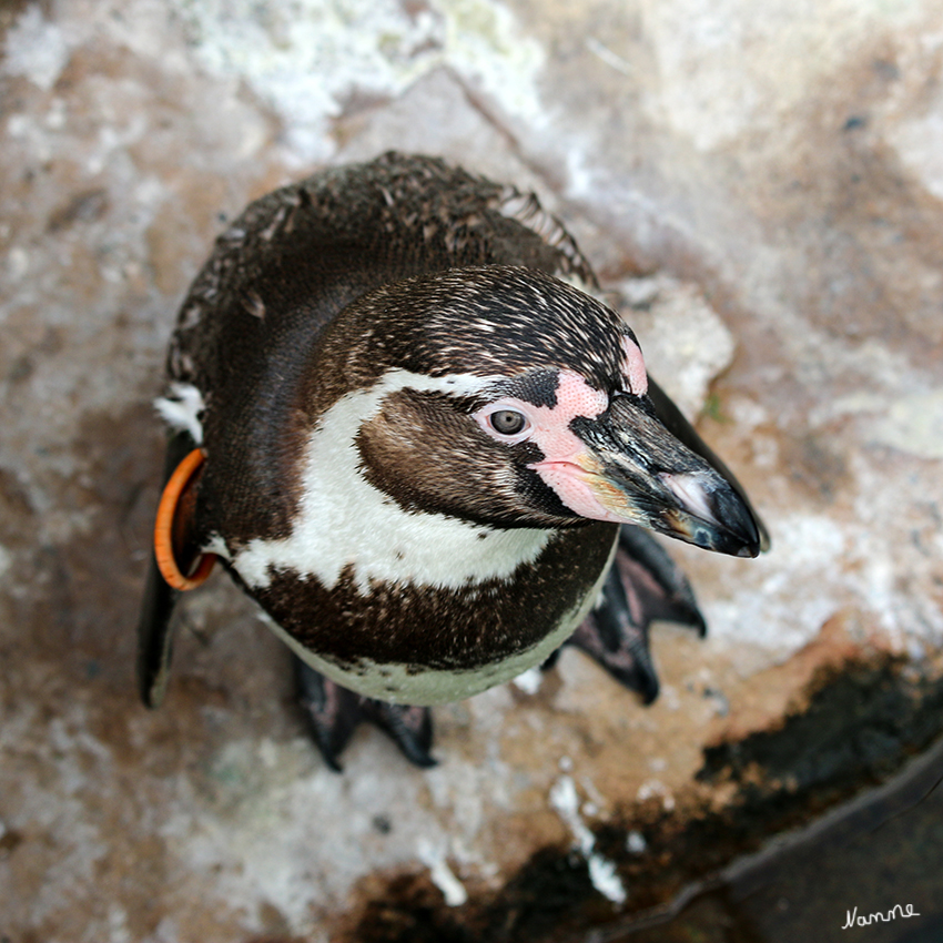 Humboldt-Pinguine
Die neue Pinguinanlage im Krefelder Zoo bietet den Tieren einen großzügigen, naturnahen Lebensraum und lässt Besucher unmittelbar an ihrer Lebenswelt teilhaben: Sie können die Tiere direkt in der Anlage beobachten, denn sie ist begehbar (ab Pfingsten 2014). Ein Weg führt über den 550 m2 großen Landteil auf eine Brücke. Von dort aus lassen sich die flugunfähigen Vögel von oben bei ihren Schwimmausflügen beobachten. laut zookrefeld
Schlüsselwörter: Pinguine, Humboldt-Pinguine