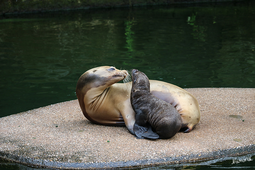 Kalifornischer Seelöwe
Krefelder Zoo
Junge Seelöwen beginnen bald nach der Geburt nach den Zitzen der Mutter zu suchen, von denen es vier gibt: ein Paar etwas hinter den Vorderflossen, das zweite etwa 20 cm zurück. Während der ersten Lebenswoche bleiben die Jungen an Land, mit drei Wochen können sie schon recht gut schwimmen und tauchen. laut zoodirektoren.de
Schlüsselwörter: Krefelder Zoo, Seelöwe