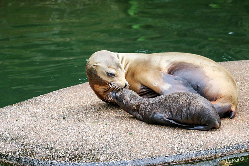 Kalifornischer Seelöwe
Krefelder Zoo
Seelöwen werfen in der Regel ein Junges.
Die Jungen sind bei der Geburt 60-70 cm lang haben ein Gewicht von 5 bis knapp 8 kg, das innerhalb eines Monats verdoppelt wird.
laut zoodirektoren.de
Schlüsselwörter: Krefelder Zoo, Seelöwe