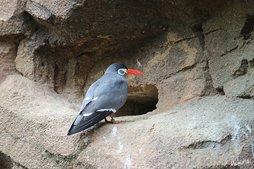 Inkaseeschwalbe
Krefelder Zoo
Sie brütet an den Felsküsten von Peru und Nordchile. Sie überwintert in den Küstenregionen von Ecuador bis Zentralchile. Die Inkaseeschwalbe jagt im kalten, aber fischreichen Humboldtstrom. Sie folgt Fischerbooten, um so an Fischreste zu kommen. Auch begleitet sie Seelöwen, Wale und Kormorane, um von ihnen aufgescheuchte Fische zu fangen. laut Wikipedia
Schlüsselwörter: Seeschwalbe, Inkaseeschwalbe