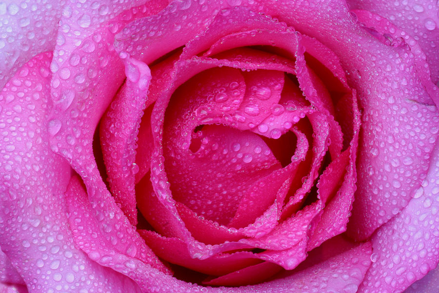 Nasse Rose
Gib jedem Tag die Chance, der 
Schönste deines Lebens zu werden.
