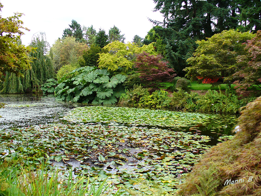 Kanadaimpressionen
Schon früh hatte man sich darauf geeinigt, keine wissenschaftliche Forschung zu betreiben, sondern sich rein auf die Pflanzenpflege zu beschränken. Aus diesem Grund besitzt der VanDusen Botanical Garden keine Forschungseinrichtungen oder Herbarien. 
laut Wikipedia
Schlüsselwörter: Kanada Van Dusen Botanical Garden Vancouver