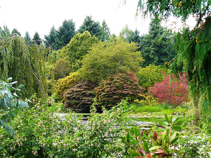 Kanadaimpressionen
Im Garten wachsen unter anderem zahlreiche Rhododendren, Rotbuchen, Mehlbeerensträucher, Eschen, Magnolien, Besenheidesträucher und Stechpalmen.
laut Wikipedia
Schlüsselwörter: Kanada Vancouver Botanischer Garten