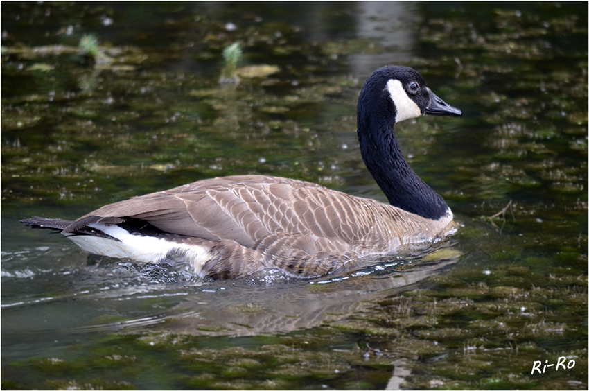 Kanadagans
(Branta canadensis) zählt innerhalb der Familie der Entenvögel (Anatidae) zur Gattung der Meergänse (Branta). Laut Tierdoku.
