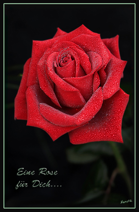 zum
Schlüsselwörter: Rote Rose