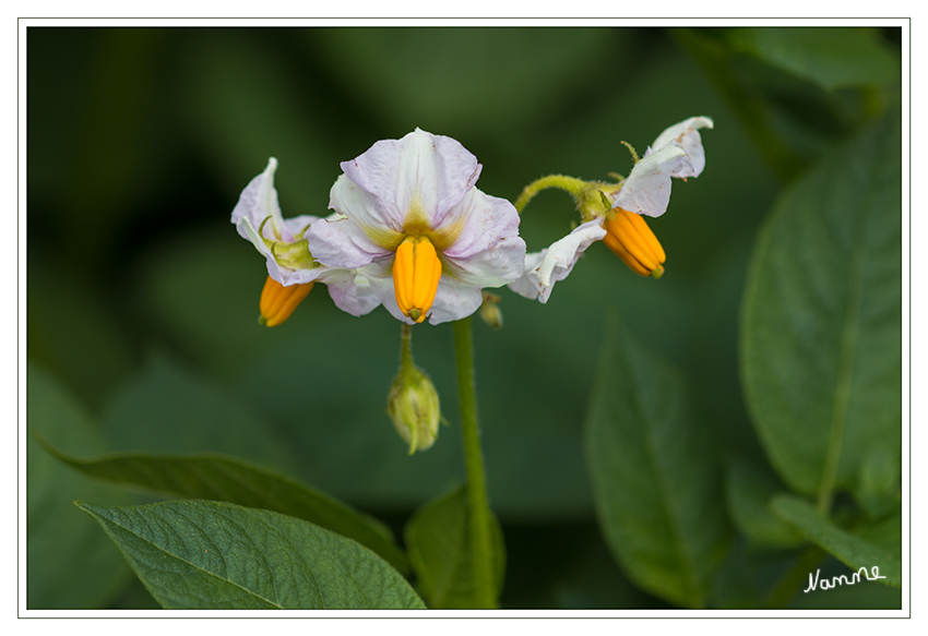 Kartoffelblüte
Nach Europa wurde die Kartoffel vielfach wegen der schönen Blüte und des üppigen Laubes als reine Zierpflanze importiert und als seltene Pflanze in botanische Gärten aufgenommen. Mitte des 16. Jahrhunderts tauchte sie in den Niederlanden, in Italien und in Burgund auf.
laut Wikipedia
Schlüsselwörter: Kartoffel Blüte