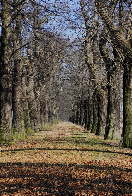 Kastanienallee
Schlüsselwörter: Kastanienallee