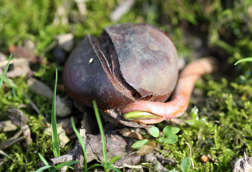 Die Natur
findet einen Weg
