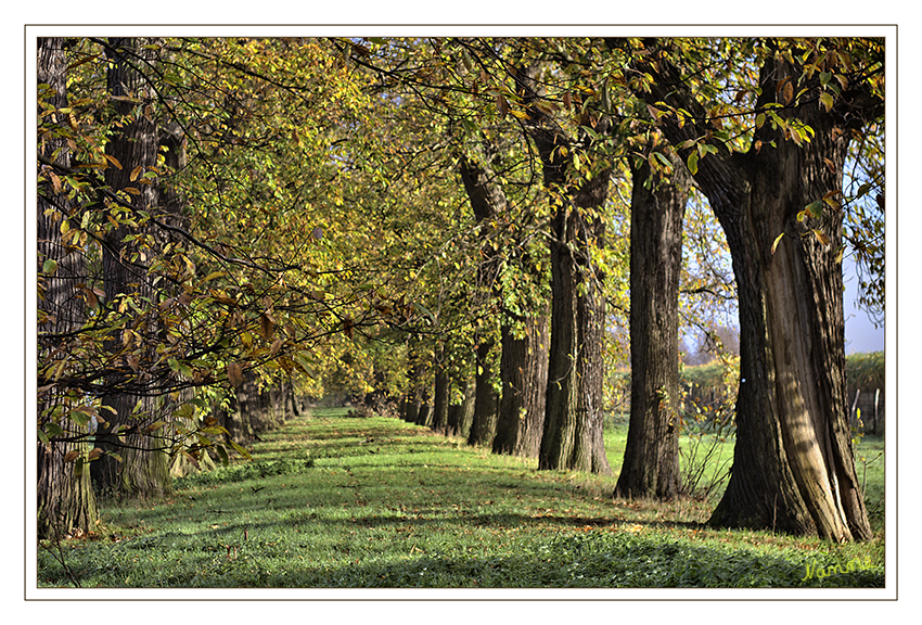 Kastanienallee
Seit einigen Jahren darf man die Allee nicht mehr betreten da die Bäume marode geworden sind. Sie sollten abgeholzt werden, erhielten aber den Status eines Naturdenkmals und man versucht sie zu erhalten.
Schlüsselwörter: Kastanienallee Schloß Dyck