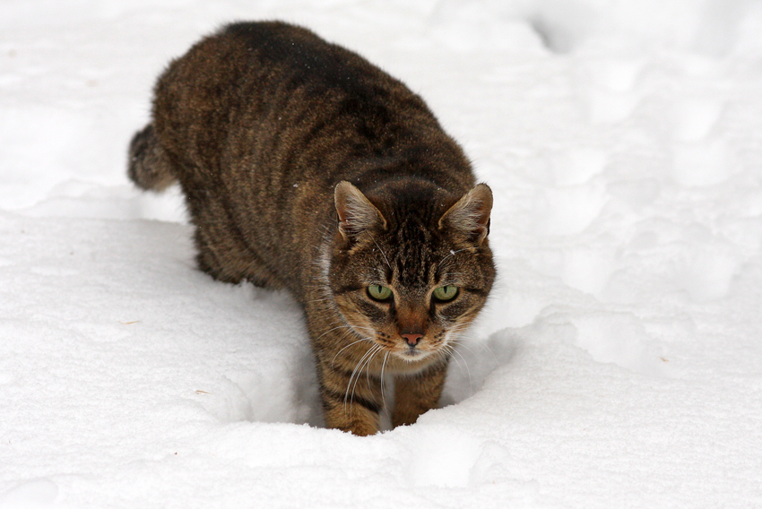 Das Winterfeeling
behagte der Katze nicht unbedingt
Schlüsselwörter: Katze Schnee