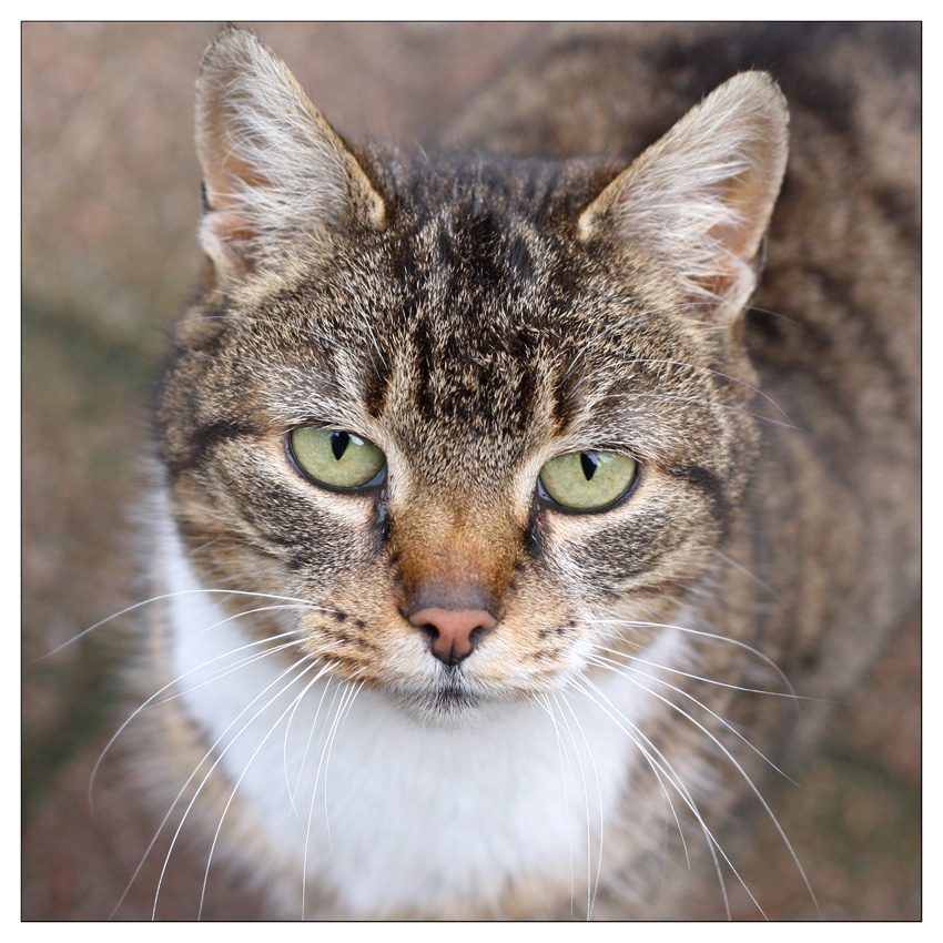 Hallo
Schlüsselwörter: Katze