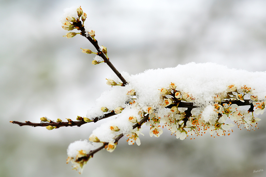 Frühlingsgrüße
Eine Osterüberraschung der ganz besonderen Art.
Schnee und Glätte
Schlüsselwörter: Kirschblüten     Schnee     Ostern   