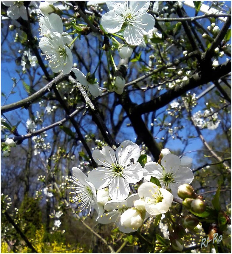 Kirschblüten
in Nachbarsgarten
Schlüsselwörter: Kirschblüten