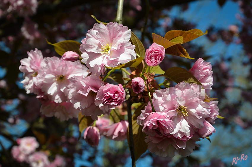 Blütenpracht
Die Japanische Blütenkirsche wächst als sommergrüner Baum. Er wird bis 8 Meter groß und gehört zu den Rosengewächsen.
Die Zierkirschen werden als Zierpflanzen in Alleen, Parks und Gärten verwendet.
(lt. Wikipedia)
Schlüsselwörter: Kirschblüte