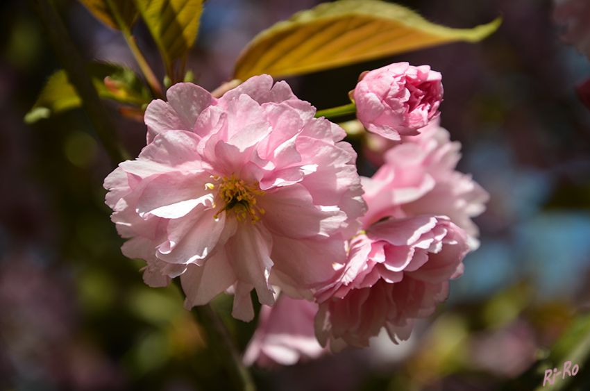 Blütenpracht
Die Japanische Blütenkirsche wächst als sommergrüner Baum. Er wird bis 8 Meter groß und gehört zu den Rosengewächsen.
Die Zierkirschen werden als Zierpflanzen in Alleen, Parks und Gärten verwendet.
(lt. Wikipedia)
Schlüsselwörter: Kirschblüte
