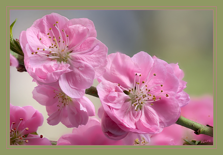Pink
Schlüsselwörter: Kirschblüte