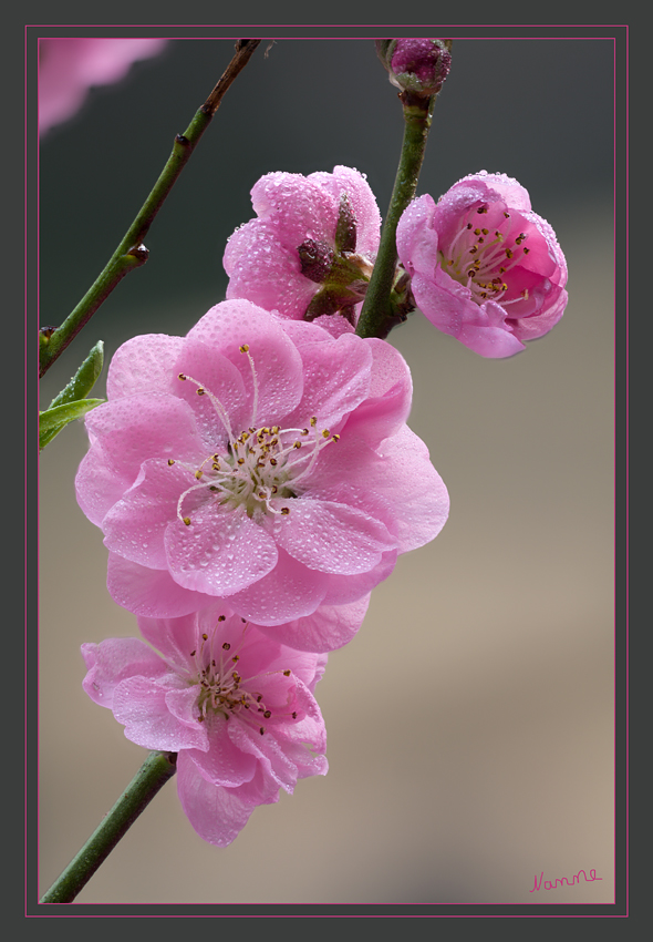 Rosa
Schlüsselwörter: Kirschblüten                    Rosa