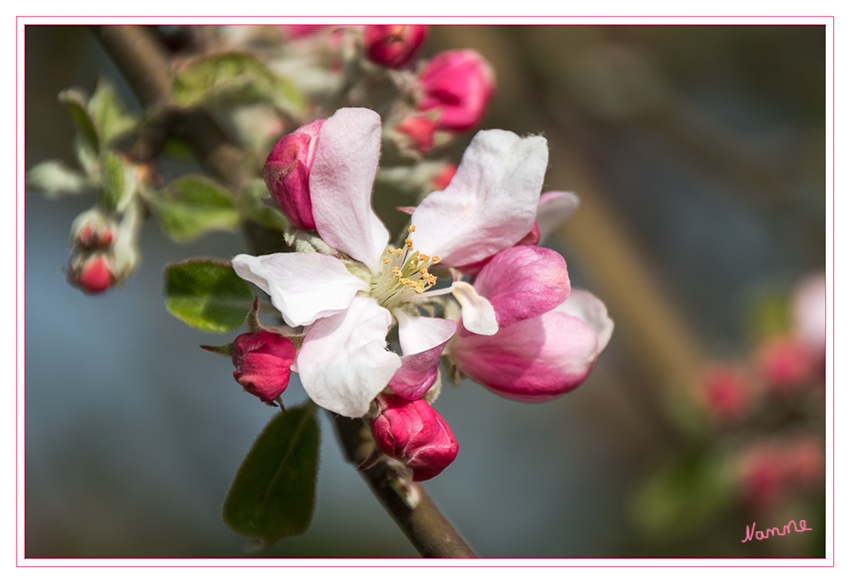 Frühlingserwachen
Schlüsselwörter: Kirschblüten