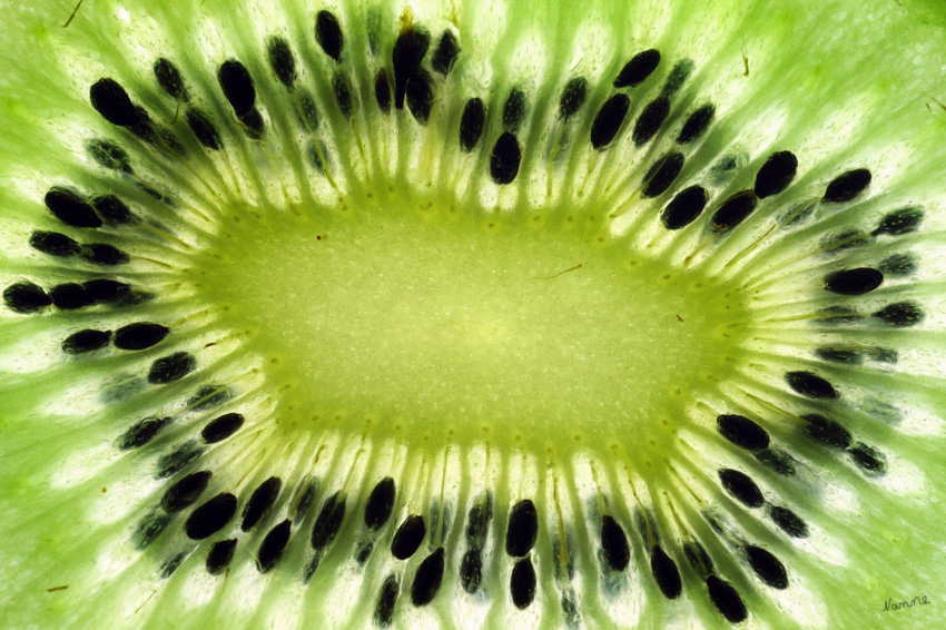 Kiwi
Arbeiten mit dem Lichtkasten und dem Makroobjektiv
Schlüsselwörter: Kiwi     Makro     Lichtkasten