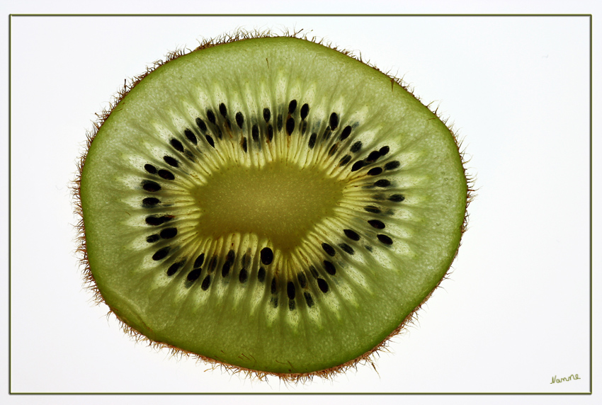 Kiwi
Auf dem Lichtkasten
Schlüsselwörter: Kiwi     Makro     Lichtkasten