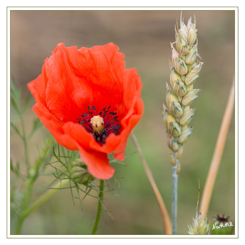 Klatschmohn
Man findet den Klatschmohn verbreitet in Getreidefeldern, selten auch auf Schutt, an Wegen, im Bahnhofsgelände usw. Zur Begrünung von Ödflächen wird er auch angesät. Er ist ein Archäophyt („Altbürger“) und seit dem Neolithikum Kulturbegleiter. Durch Herbizideinsatz ist er in Getreidefeldern oft sehr zurückgegangen, tritt aber dafür oft in Mengen beispielsweise an ungespritzten, offenerdigen Straßenböschungen auf.
laut Wikipedia
Schlüsselwörter: Klatschmohn Rot