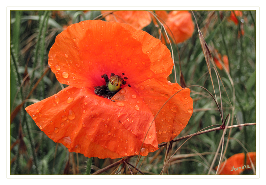 Klatschmohn
nach dem Regen
Schlüsselwörter: Klatschmohn