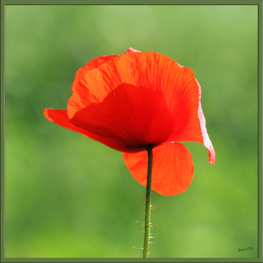 Klatschmohn
(Papaver rhoeas), auch Mohnblume oder Klatschrose genannt, ist eine Pflanzenart aus der Familie der Mohngewächse. Mit dem Ackerbau hat sich auch der Klatschmohn über die ganze Welt verbreitet (Dauerfrostzone bis Subtropen), bevorzugt jedoch die nördliche gemäßigte Zone
Schlüsselwörter: Klatschmohn