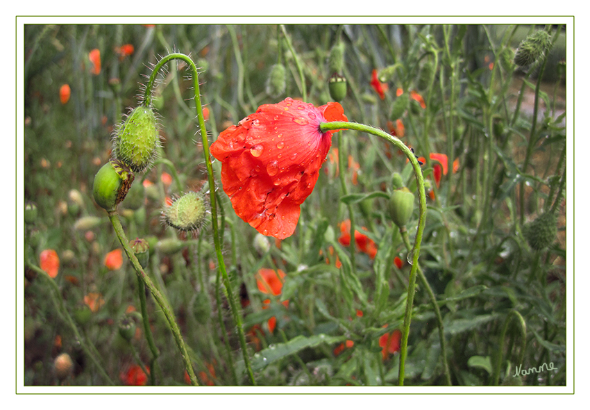 Klatschmohn
nach dem Regen
Schlüsselwörter: Klatschmohn