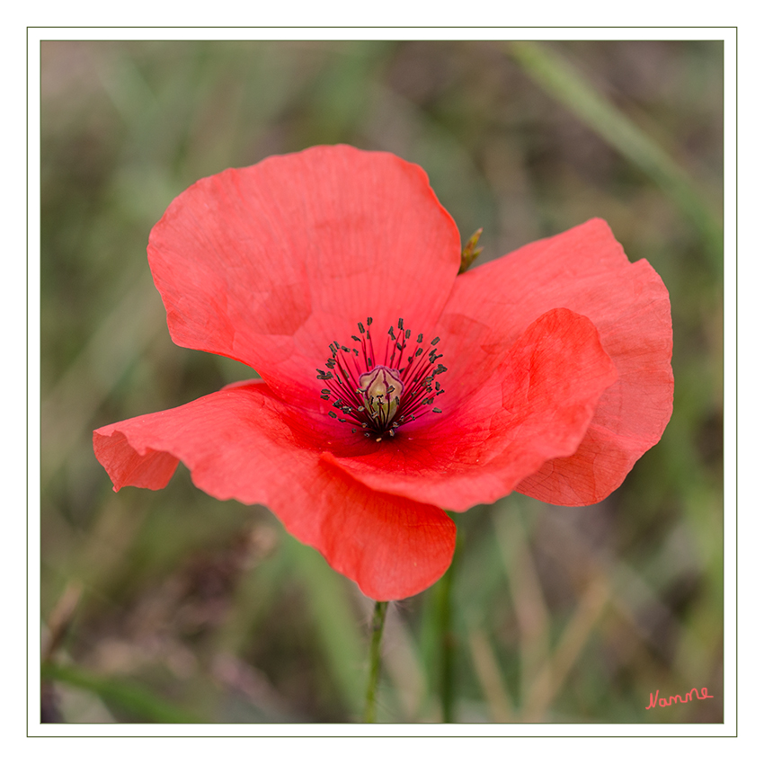 Klatschmohn
Ein Exemplar blüht nur zwei bis drei Tage. Die Nektar- und duftlosen Blüten sind vormännliche „Pollen-Scheibenblumen“.
Die Kronblätter sind in der Knospe unregelmäßig „zusammengeknautscht“. Die mit einem Durchmesser von 5 bis 10 cm relativ großen Blütenkronen können in Größe erheblich variieren. Die vier roten Kronblätter sind sehr dünn und fragil und ähneln etwas knittrigem Papier und sind daher leicht zu erkennen.
laut Wikipedia
Schlüsselwörter: Klatschmohn Rot