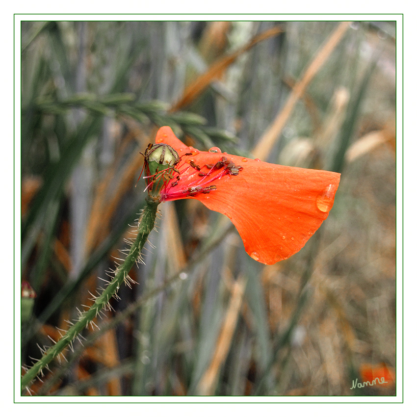 Klatschmohn 
nach dem Regen
Schlüsselwörter: Klatschmohn