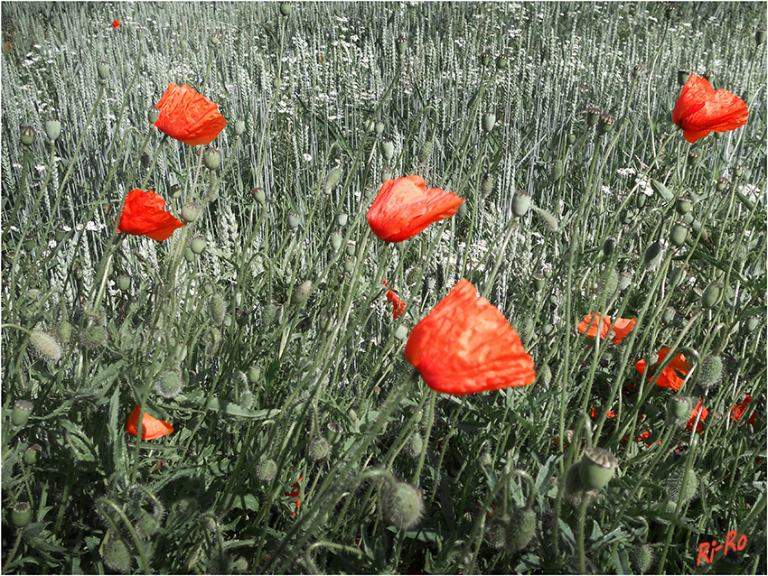 Klatschmohn am Feldrand
Schlüsselwörter: Klatschmohn